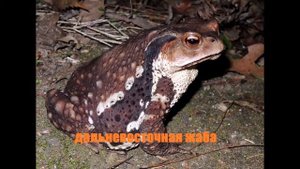 Фото жаб и лягушек с названием.