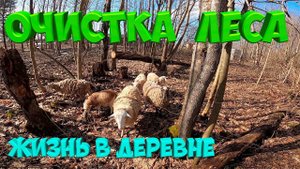 ОЧИСТКА ЛЕСА . Скворцы прилетели !
