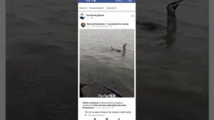 Вот такая  рыбалка в Китае/Рыбалка с помощью птиц !!!!
