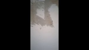 Грунтовка и штукатурка стен в панельном доме