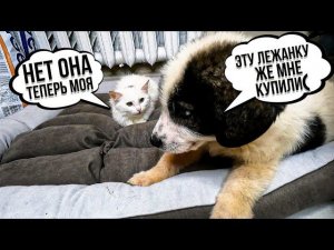 Большие покупки у Шанса новая лежанка, убираем клетку. Бельчик подрался с Невинкой