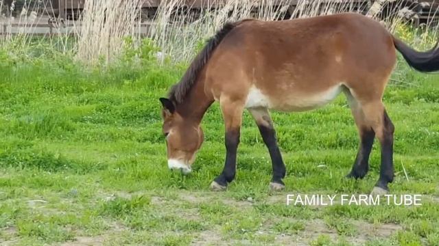 КТО ТАКИЕ МУЛЫ РАЗВЕДЕНИЕ МУЛОВ смотреть онлайн
