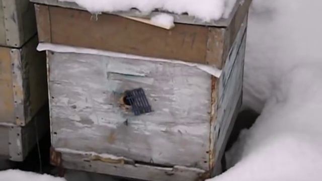 зимовка бакфаста А 75 на воле без подушки - тестирую новую линию бакфаста для Подмосковья смотреть онлайн