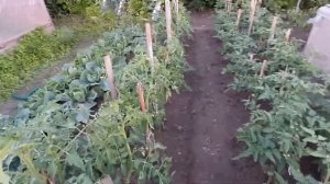 Томат, на улице. Сорт: БетаЛюкс, Проник. Низкорослый.