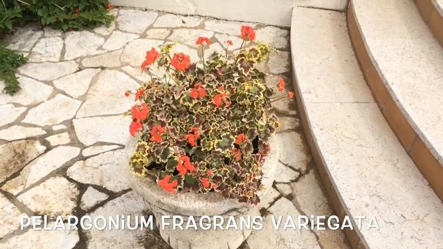 Pelargonium fragans Variegata. Garden Center online Costa Brava - Girona. смотреть онлайн