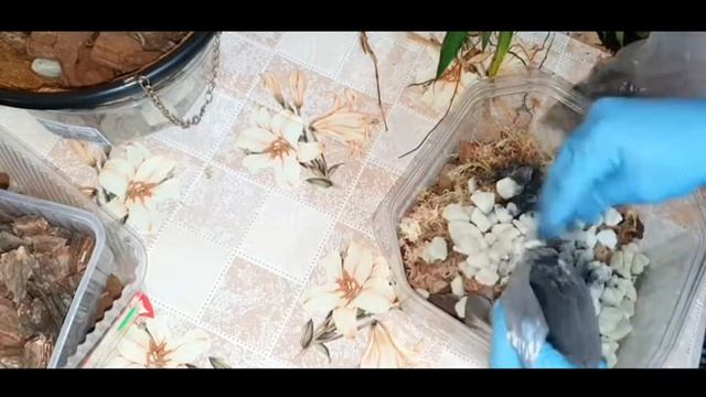 ЦЕЛОГИНИЯ КРИСТАТА Пересадка орхидеи, деление куста, вочто посажена! смотреть онлайн