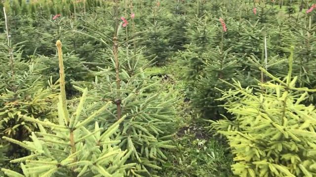 Ель обыкновенная смотреть онлайн