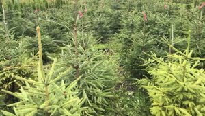 Ель обыкновенная