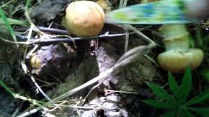 Собираем грибы в лесу #Башкирии