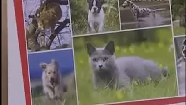 Весёлый домашний хорёк! Смешно до Слез. смотреть онлайн