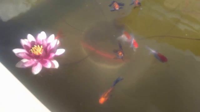 бассейн на даче с рыбой, весна смотреть онлайн