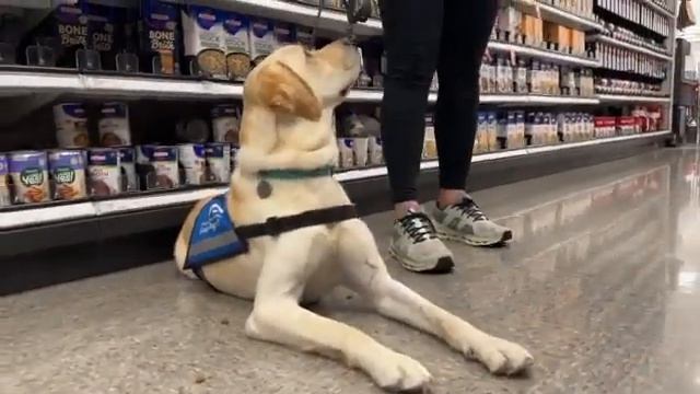 Public Access Test | Southeastern Guide Dogs смотреть онлайн