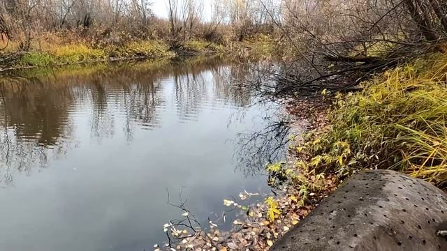 ОСЕННИЙ СЕЗОН ЗАГОТОВОК \ РЫБАЛКА - ОХОТА - ЯГОДЫ смотреть онлайн