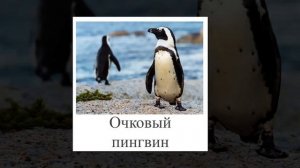 Виды пингвинов. Презентация. Картинки для детей. Карточки Домана. Карточки для детей.