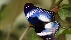 Волшебные Звуки Классической Музыки  Невероятной Красоты Бабочки ? Музыка для отдыха и сна. ?