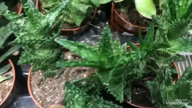 Орхидеи по 389рублей. Цветы в ИКЕА. смотреть онлайн