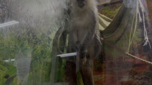 Сыктывкар зоопарк 2022 смотреть онлайн