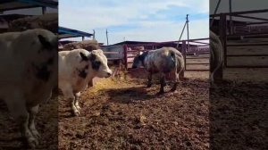 БЕЛЬГИЙСКАЯ БЕЛО ГОЛУБАЯ ПОРОДА, ВОЗРАСТ 2-2.5 года. НА ПРОДАЖУ КОМУ ИНТЕРЕСНО ЗВОНИТЕ 89292324444