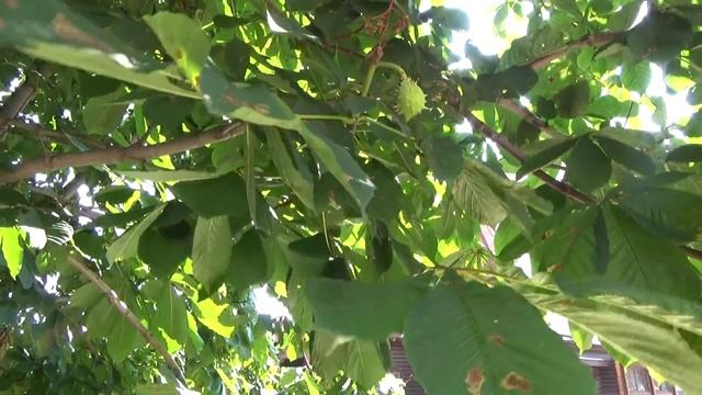 Цветники, пруд, каштаны! Прогулка по территории Храма. смотреть онлайн