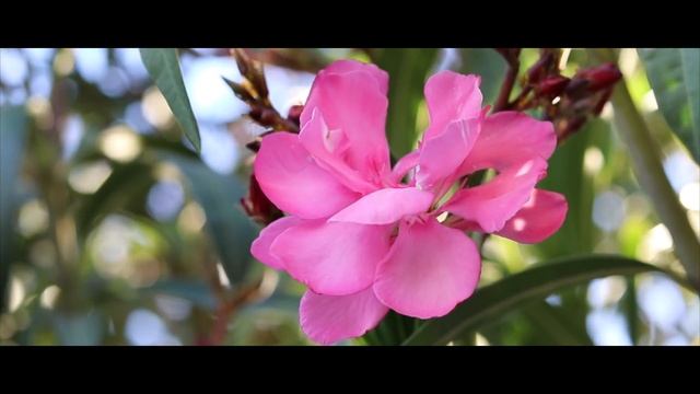 CANON EOS 80D test video Full HD 25fps смотреть онлайн