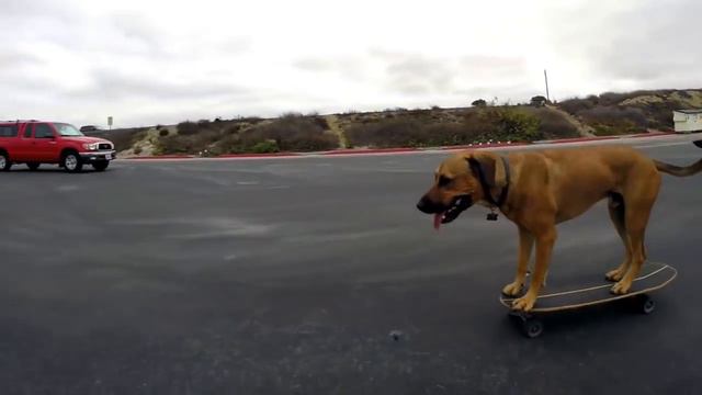 Пес-скейтбордист катается по парковке смотреть онлайн