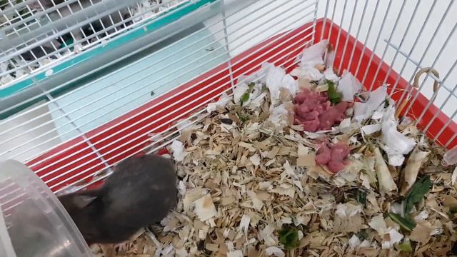 Зверюга 3 сегодня родила много ! смотреть онлайн