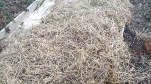 Зачем МУЛЬЧА//Чеснок под МУЛЬЧЕЙ весной // Чеснок без МУЛЬЧИ весной// Секреты хороших урожаев