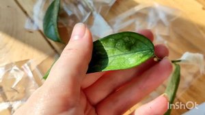 распаковка посылки с новыми хойями