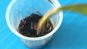 Размножение хойи листом