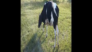 VID-20230628-WA0009.mp4