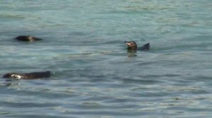 Galapagos Penguin. Галапагосский пингвин (2009sp)