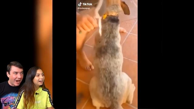 СМЕШНЫЕ КОТЫ в школе в ТИКТОК ?! Коты и Собаки! ЗАСМЕЙСЯ ЧЕЛЛЕНДЖ Funny Cats Валеришка смотреть онлайн