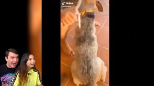 СМЕШНЫЕ КОТЫ в школе в ТИКТОК ?! Коты и Собаки! ЗАСМЕЙСЯ ЧЕЛЛЕНДЖ Funny Cats Валеришка