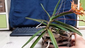 Ренантера описание и уход.(Renanthera monachica)