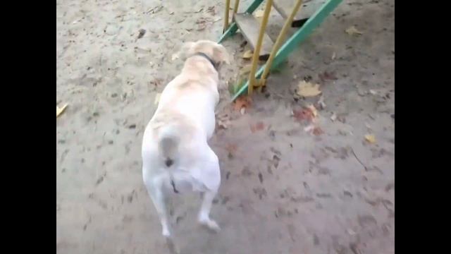 Лабрадоры как дети. Любимая детская площадка лабрадора Ники. смотреть онлайн