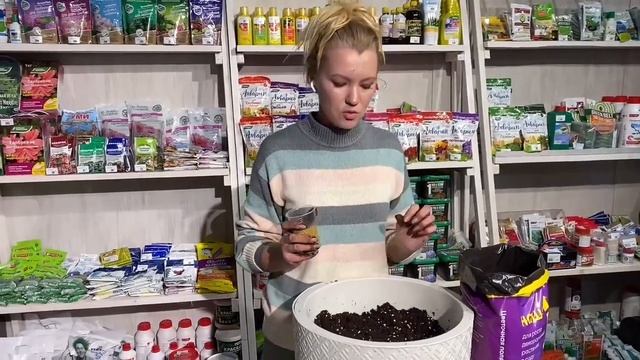 Мастер-класс Посадка весенних композиций из цветов в кашпо