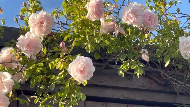 climbing rose plant 🌳 😍 #climbingroseplant 🌹
