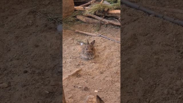 Не равное сражение зайчонка и сосновой иголки. Центр реабилитации диких животных #bunny #wildlife смотреть онлайн