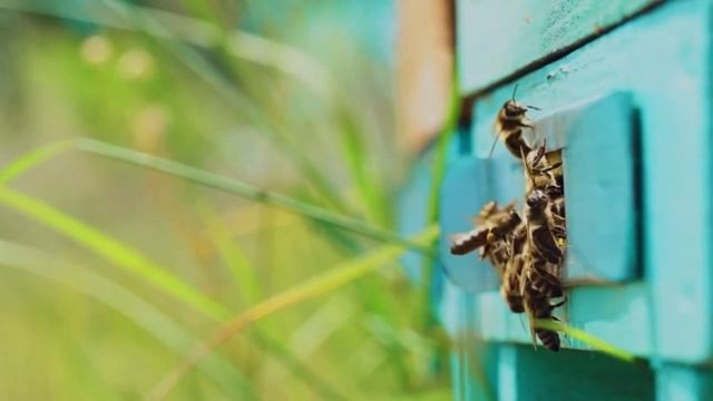 Лилия Гаврилова, воспитатель Школы № 2083. Пчелки - труженицы смотреть онлайн