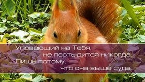 Аванна. Милость