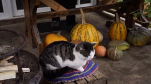 Кутабы с  зеленью Азербайджанская Кухня Деревенская Кухня  Рецепты