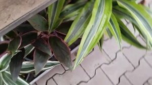 ⚘?Оби?Уценка Комнатных Цветочков??