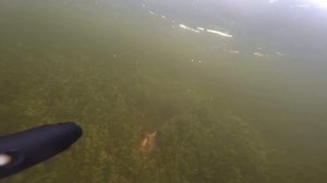 Жерех на подводной охоте около 2 кг. Астрахань, раскаты Волги, лето. Spearfishing GoPro HD