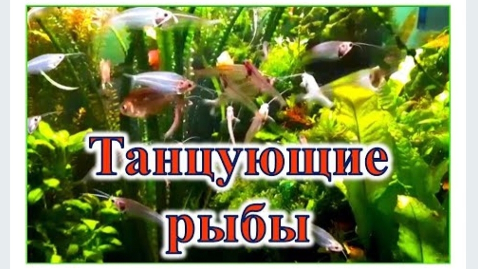 ТАНЦУЮЩИЕ РЫБЫ. Александра Миркушова