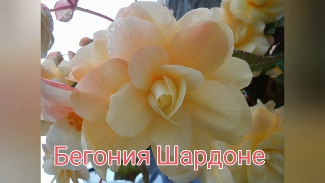 Ампельная бегония беллекония, . Почему бегония не цветет, . Секреты выращивания ампельной бегонии смотреть онлайн