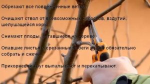 Как лечить грушу от ржавчины и парши. Осенняя обработка плодовых деревьев от грибковых заболеваний