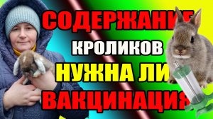 Как содержать кроликов  и нужна ли вакцинация.