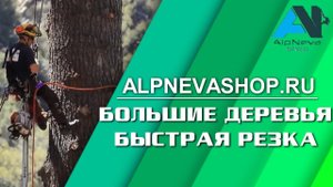 Рубка больших деревьев с помощью длинных цепных пил