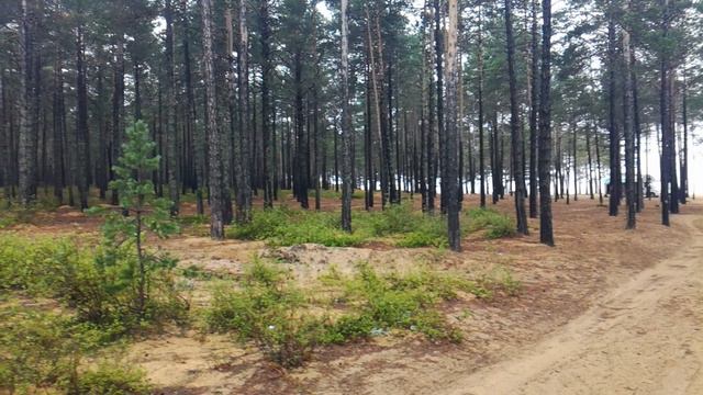 В сосновом бору на берегу Байкала, Баргузинский залив