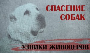 Живодёры удерживали собак в клетках! Спасение!